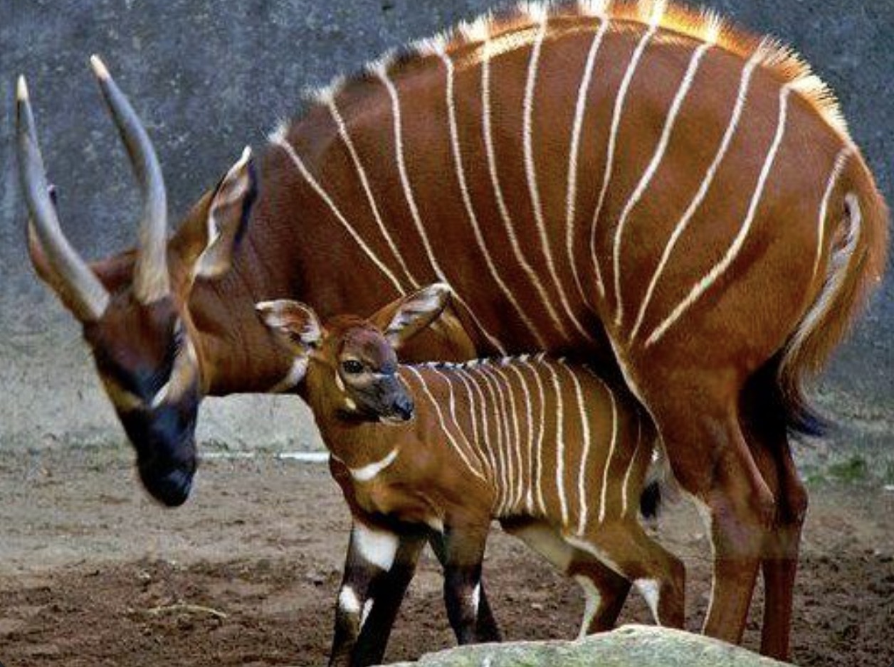 bongo calf